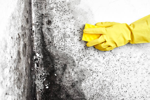 Best Mold Removal for HVAC Installations  in Lido Beach, NY